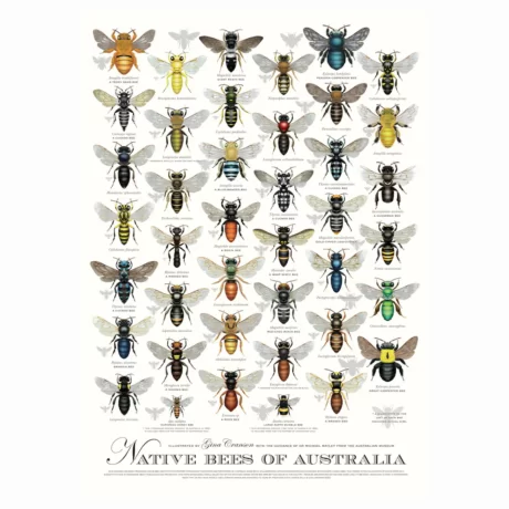 native bees of australia poster