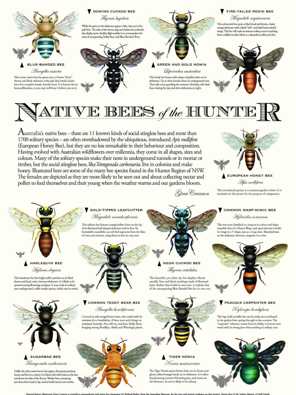 BEES OF THE HUNTER POSTER
