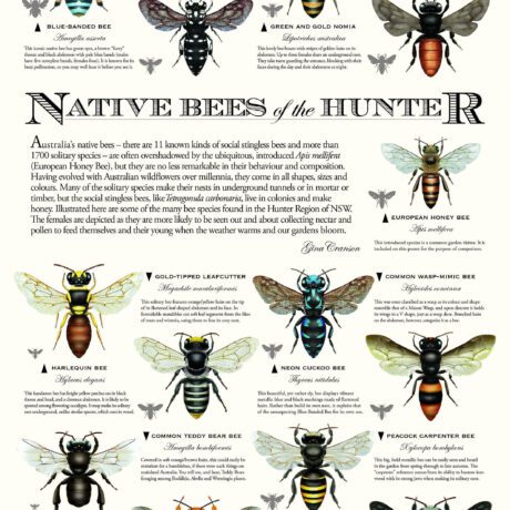 BEES OF THE HUNTER POSTER